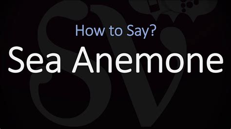 sea anemone pronunciation|anemone fish pronounce.